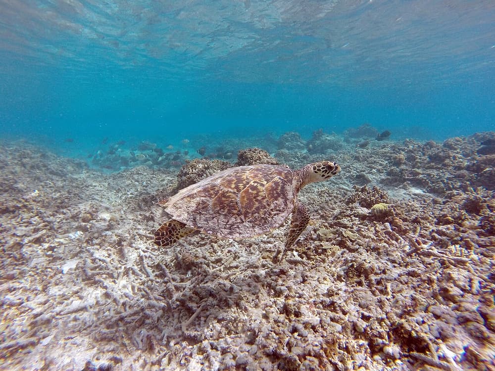 Gili Islands: Private or Shared Snorkeling Boat Trip