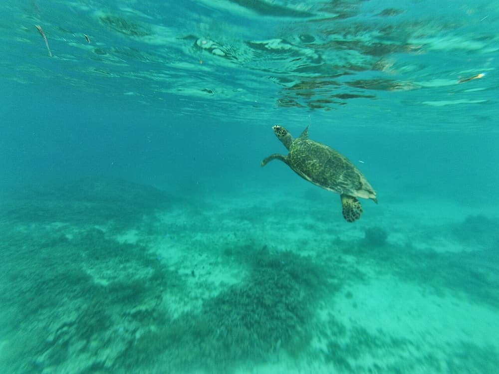 From Gili Air: Turtles & Underwater Statue Snorkeling