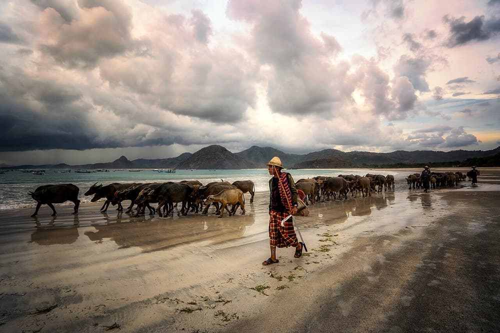 Shepherd and herd of buffalo